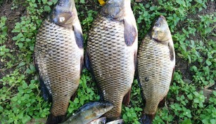 Balta Dostat Alba