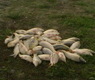 Balta Flamina