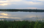 Balta Moara Salciile