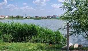 Balta Sacalaz Cyprinius