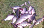 Balta Sapunari