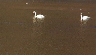 Lacul Gilau