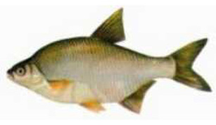 Batca