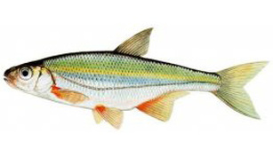 Beldita