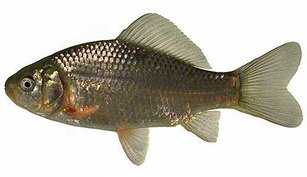 Caracuda Caracuda