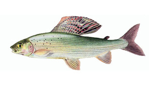 Lipanul Lipanul