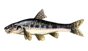 Porcusorul Porcusorul