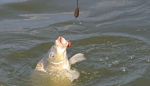 Biologie acvatica simpla