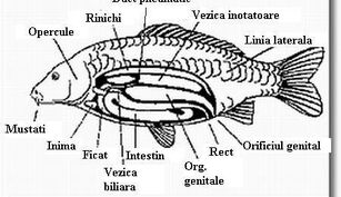 Caracteristicile externe ale crapului