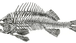 Alcatuirea interna a crapului